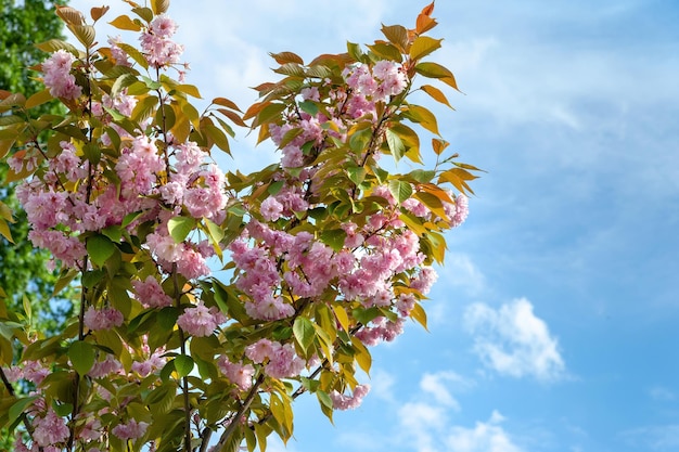 Sakura kwitnie na tle błękitnego nieba Gałęzie japońskiej wiśni z pięknymi delikatnymi różowymi kwiatami