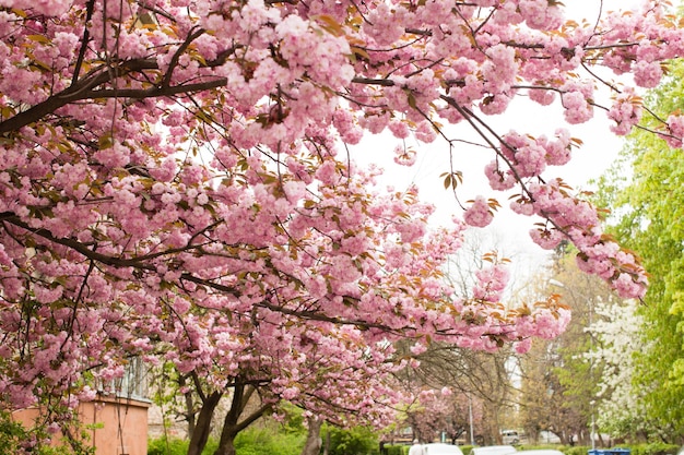 Sakura kwitnie w mieście Użhorod na Ukrainie, zamknij gałęzie. Ulice w okresie kwitnienia wiśni japońskiej.