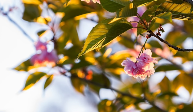 Sakura kwitnie w promieniach zachodzącego słońca. zbliżenie