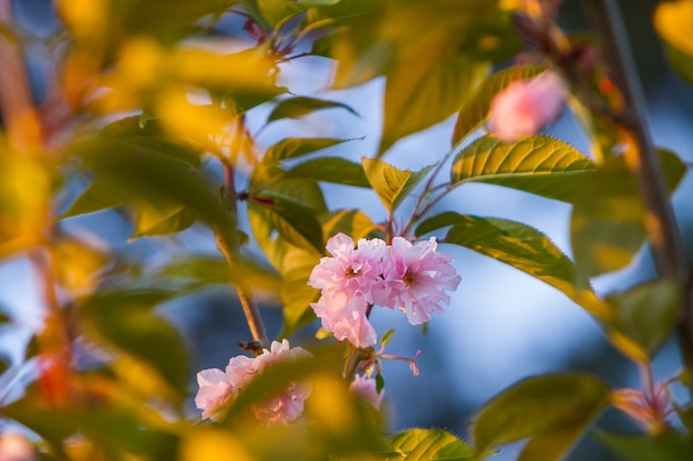 Sakura kwitnie w promieniach zachodzącego słońca. zbliżenie