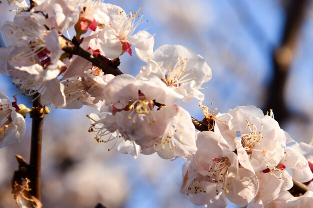 Sakura Lub Kwiat Wiśni Kwitną W Pełnym Rozkwicie W Sezonie Wiosennym.