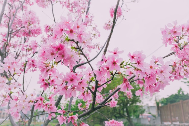 Sakura na Tajwanie kwitnie w lutym do marca