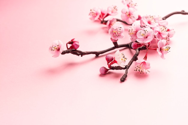 Sakura oddział na różowo