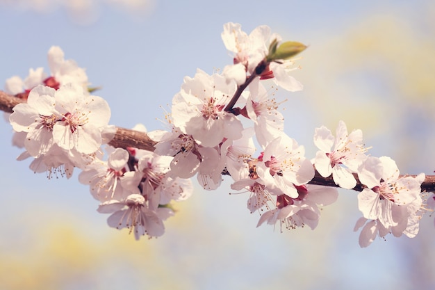 Sakura piękny kwiat wiśni wiosną nad błękitne niebo.