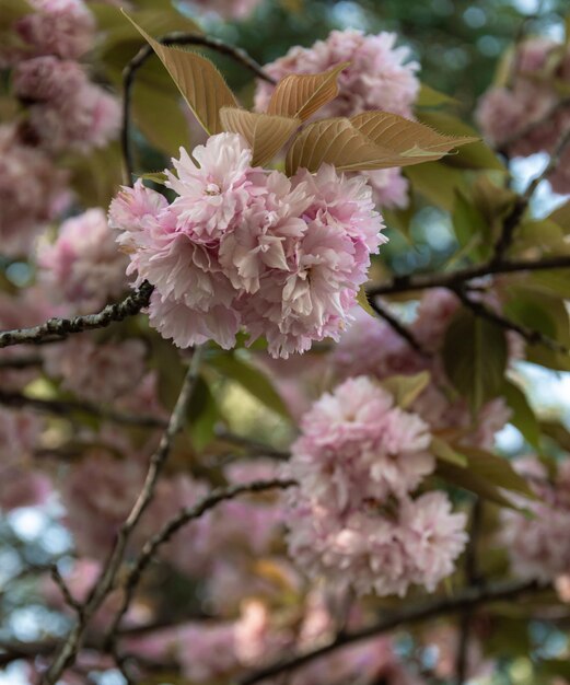 sakura róża kwiaty zbliżenie strzał z boku na tle nieba soczi arboretum sakura w rosji