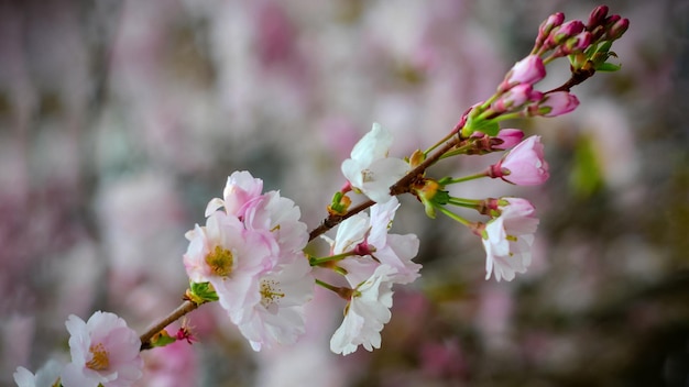 Sakura różowe kwiaty na tle błękitnego nieba