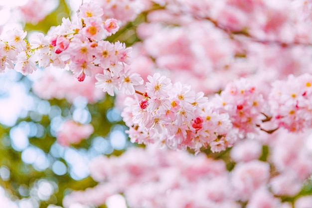 Sakura Różowy Kwiat, Wiśniowe Drzewo W Parku.