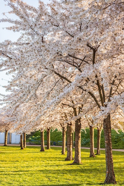 Sakura Różowy Kwiat, Wiśniowe Drzewo W Parku.