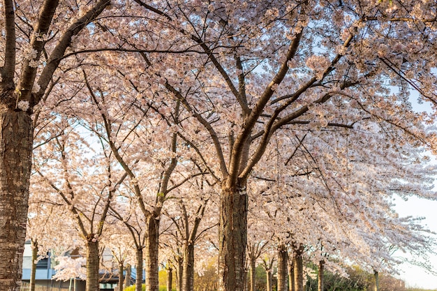 Sakura Różowy Kwiat, Wiśniowe Drzewo W Parku.