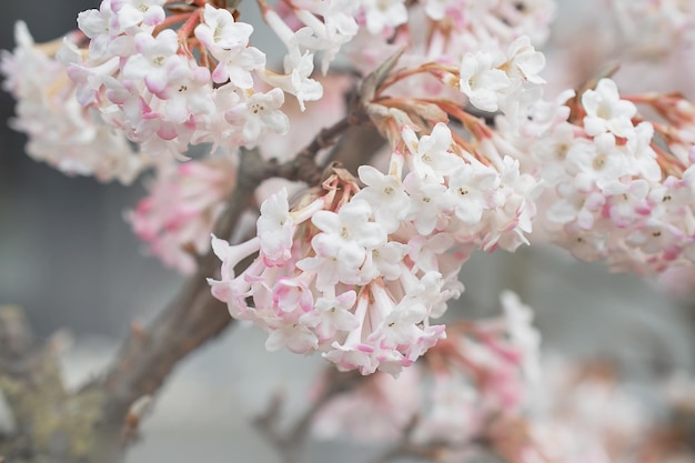 Sakura w okresie wiosennym Kwitnąca wiśnia