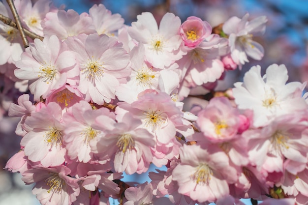 Sakura w okresie wiosennym Kwitnąca wiśnia