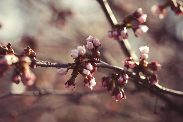 Sakura w wiosennym ogrodzie Różowe kwiaty