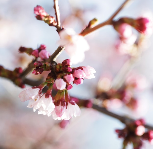 Sakura W Wiosennym Ogrodzie Różowe Kwiaty