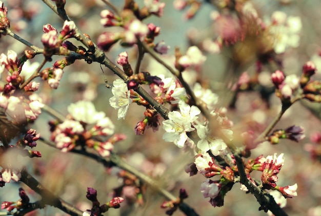 Sakura w wiosennym ogrodzie Różowe kwiaty