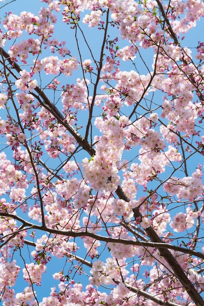 Zdjęcie sakura w wiosennym parku