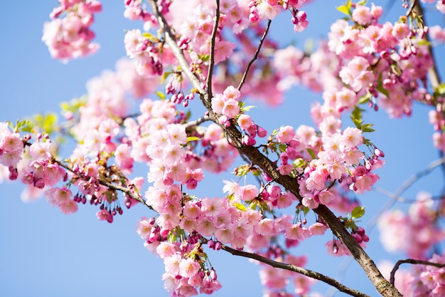 Sakura. Wiśnia w ogrodzie.