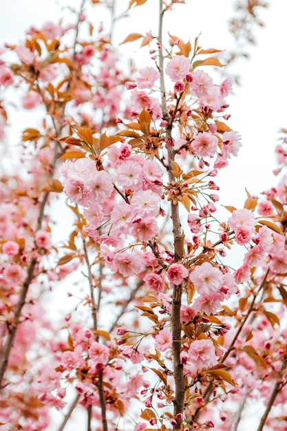 Sakura wiśniowe kwiaty kwitnące kwiaty w parku ogrodowym wczesną wiosną. Święto Hanami