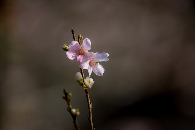 Sakura Wiśniowe Kwiaty