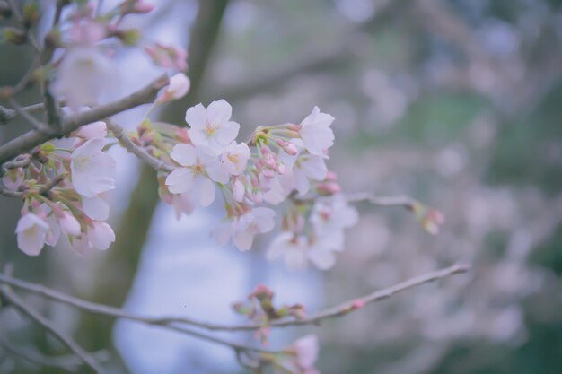 Sakura zaczyna kwitnąć.