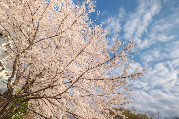 Sakura