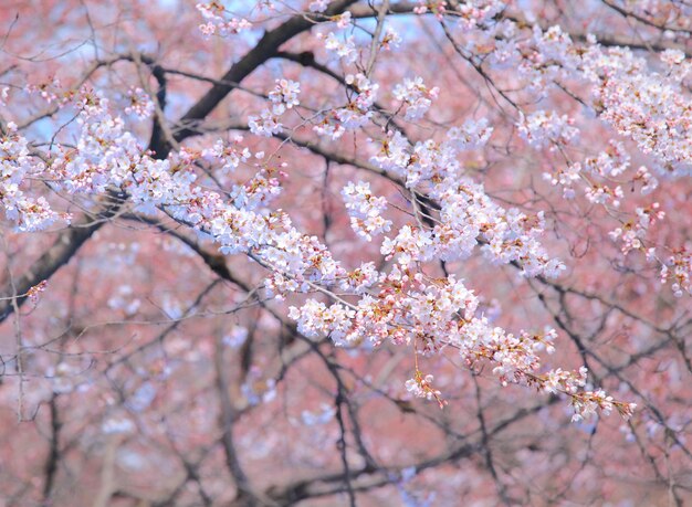 sakura