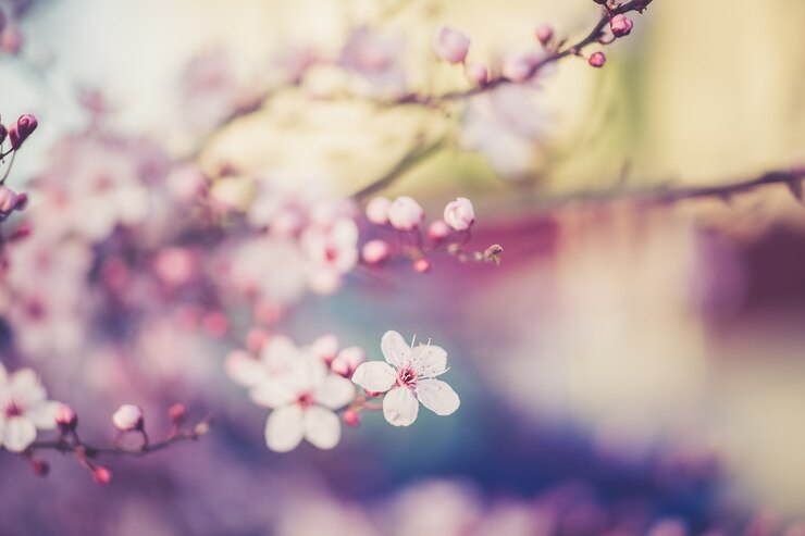 Zdjęcie sakura