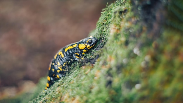 Zdjęcie salamandra corsica w zielonym lesie