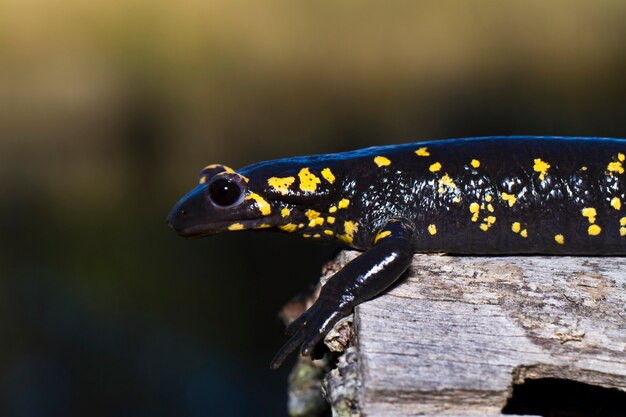 Salamandra ognia