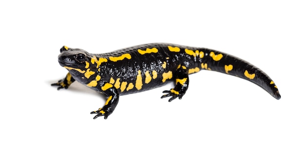 Salamandra plamista, Salamandra salamandra, przed białym tłem