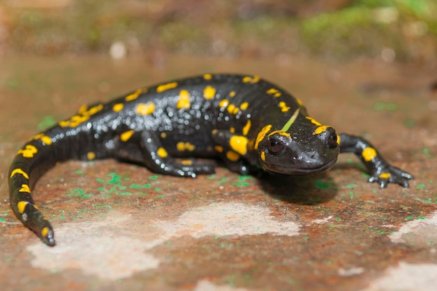 Salamandra Salamandra longirostris Malaga Hiszpania