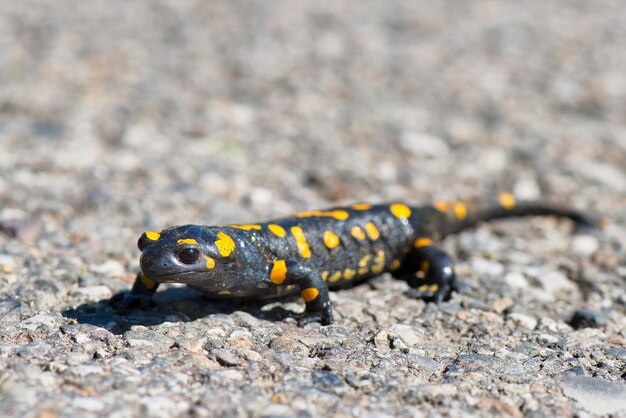 Salamandra spacerująca po ulicy