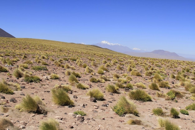 Salar de Atacma Chile