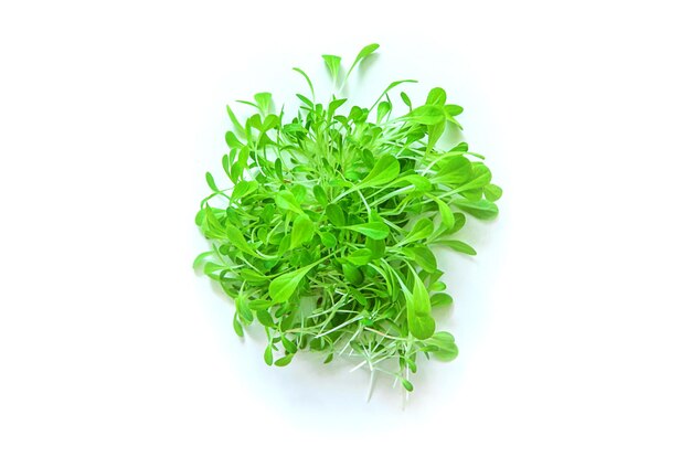 Sałata Microgreen wyizolować na białym tle Selektywne fokus