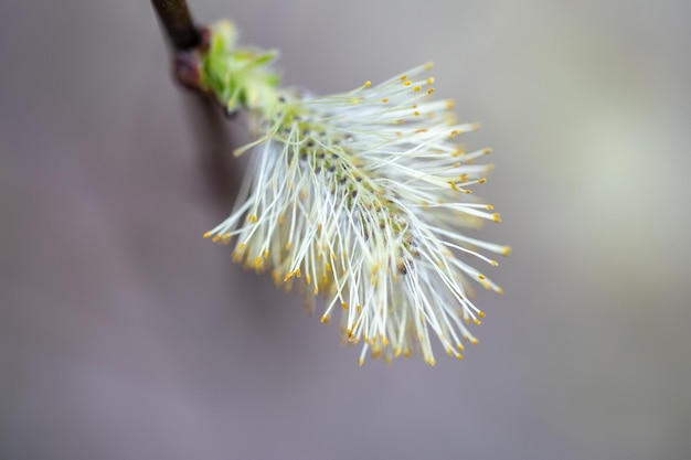 Salix caprea Salix caprea znana jako wierzba kozia