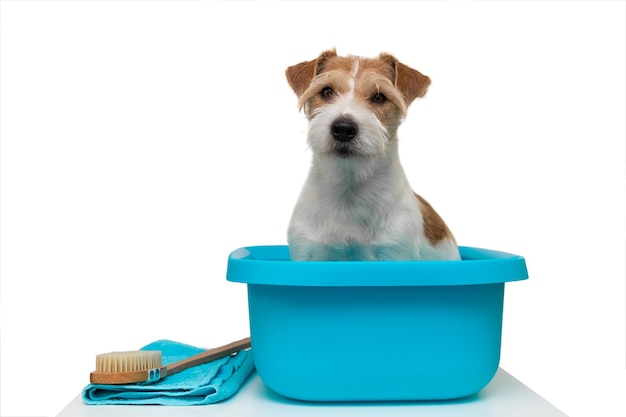 Salon pielęgnacji. Pies Jack Russell Terrier siedzi w niebieskiej umywalce. W pobliżu szczotka i ręcznik. Na białym tle.