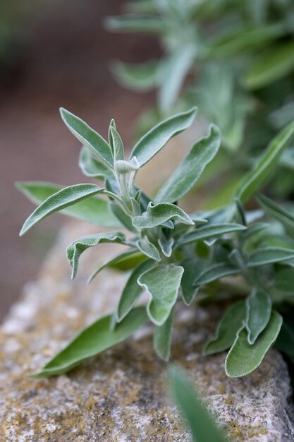 Salvia officinalis purpurowa wiecznie zielona roślina medyczna na herbatę ziołową