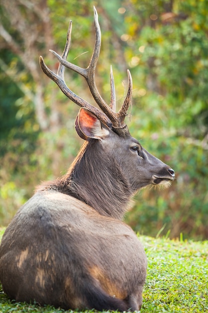 Sambar Jeleń