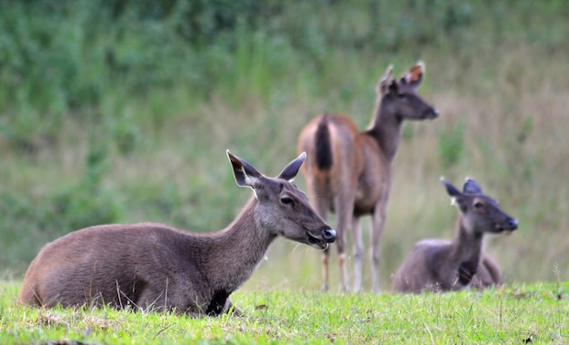 Sambar rogacz w Khao Yai parku narodowym, Tajlandia