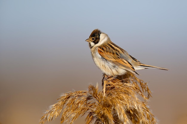 Samce trzciny zwyczajnej (Emberiza schoeniclus) są zbliżone w ich naturalnym środowisku w łagodnym świetle poranka. Szczegółowe zdjęcie do identyfikacji ptaka.