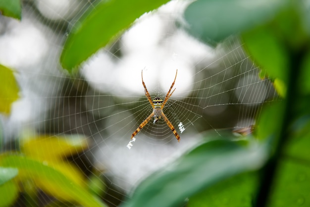 Samica Argiope Keyserlingi lub St. Andrew's Cross Spider jest powszechnym gatunkiem pająka z pajęczyny, która łapie zdobycz w sieci w lesie Tajlandii