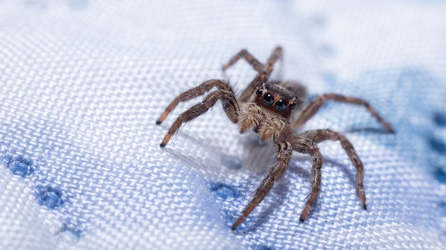 Samica dorosłego pająka pantropikalnego z gatunku Plexippus paykulli