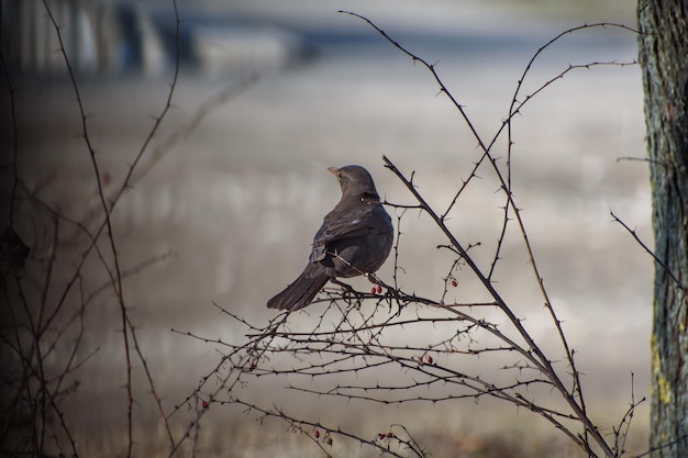 Samica Eurazja Kos Nazwa Naukowa Turdus Merula żywi Się Owocami Krzewów Zimą