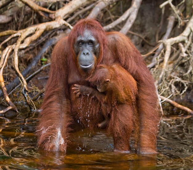 Samica i młody orangutan piją wodę z rzeki w dżungli. Indonezja. Wyspa Kalimantan (Borneo).