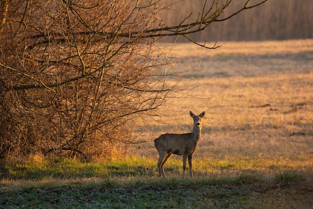 Samica jelenia europejskiego Capreolus capreolus na porannym polu