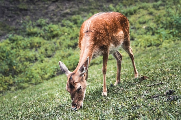 Samica Jelenia Sika Jedzenia Trawy