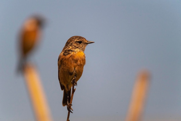 Samica Kamica Pospolita Saxicola Rubicola Malaga Hiszpania