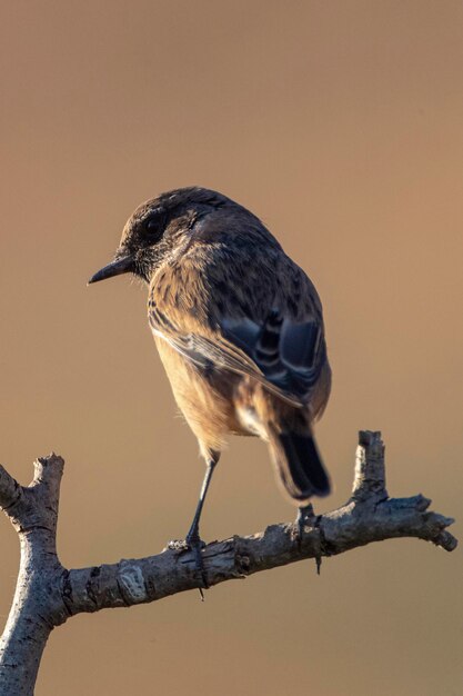 Samica Kamica Pospolita Saxicola Rubicola Malaga Hiszpania