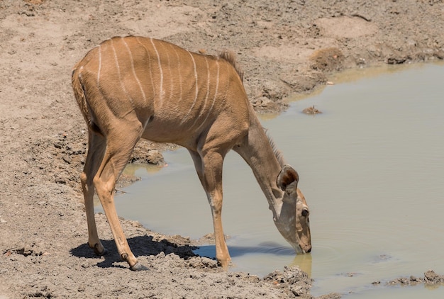 Zdjęcie samica kudu tragelaphus strepsiceros pije w studni w parku narodowym etosha