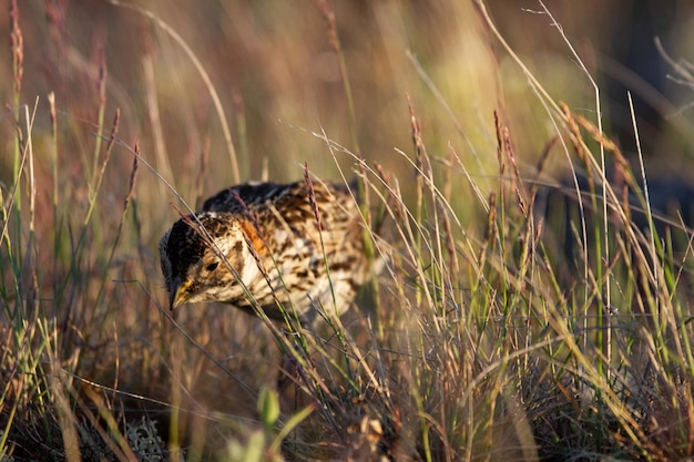 Samica Lapland Longspur szukająca pożywienia wśród arktycznej trawy