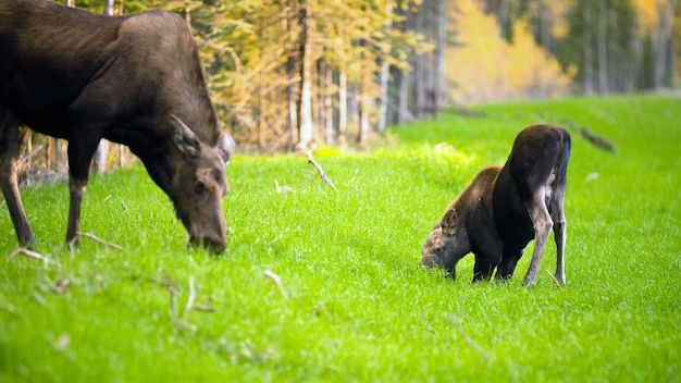 Samica łosia krowa cielę karmiąca się trawą na pustyni Alaska